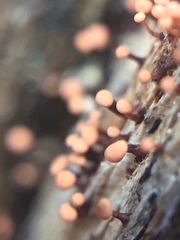 Murinectria polythalama