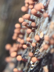 Murinectria polythalama