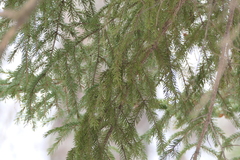 Picea rubens