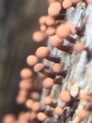 Murinectria polythalama