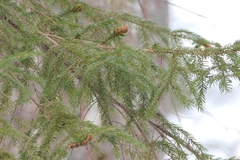 Picea rubens