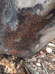 Murinectria polythalama