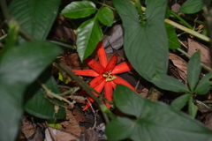 Passiflora vitifolia
