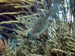 Acanthostracion polygonium