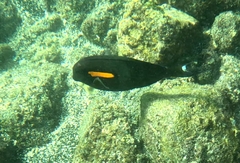 Acanthurus olivaceus
