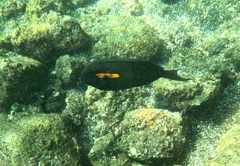 Acanthurus olivaceus