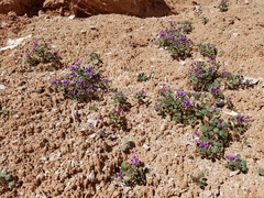 Phacelia pulchella
