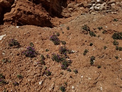 Phacelia pulchella