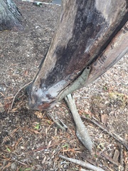 Murinectria polythalama