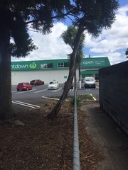 Murinectria polythalama