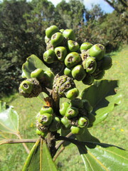 Oreopanax bogotensis