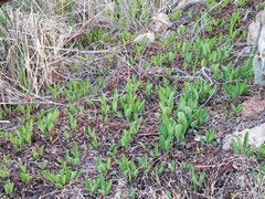 Anemopsis californica
