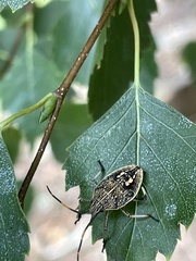 Poecilometis strigatus