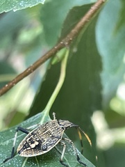 Poecilometis strigatus