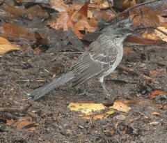 Mimus gundlachii