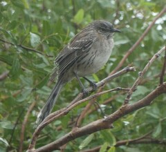 Mimus gundlachii
