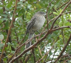 Mimus gundlachii