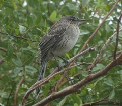 Mimus gundlachii