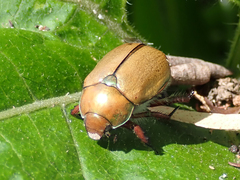 Anoplognathus suturalis