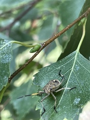 Poecilometis strigatus