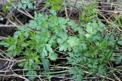 Tauschia kelloggii