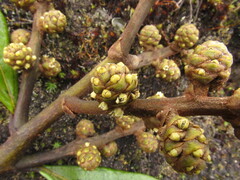 Oreopanax bogotensis