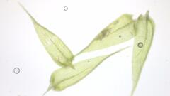 Sciuro-hypnum populeum