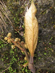 Oreopanax bogotensis