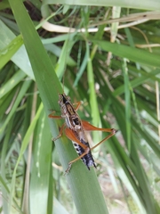 Conocephalus semivittatus