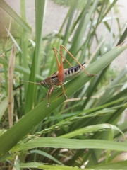 Conocephalus semivittatus