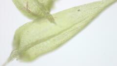 Sciuro-hypnum populeum