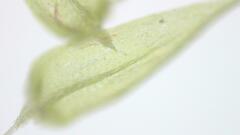 Sciuro-hypnum populeum