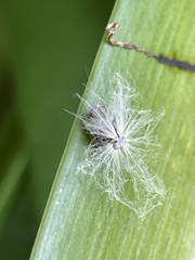 Scolypopa australis