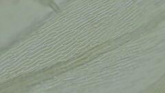 Sciuro-hypnum populeum