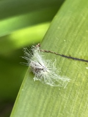 Scolypopa australis