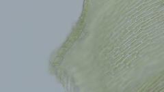 Sciuro-hypnum populeum