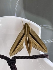 Theretra silhetensis