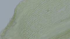 Sciuro-hypnum populeum