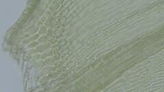 Sciuro-hypnum populeum