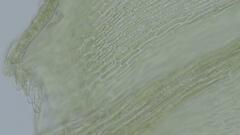 Sciuro-hypnum populeum