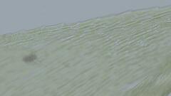 Sciuro-hypnum populeum