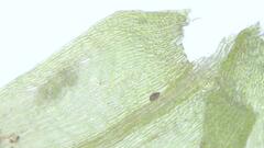 Sciuro-hypnum populeum