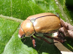 Anoplognathus suturalis