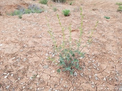 Sphaeralcea gierischii