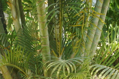 Dypsis lutescens