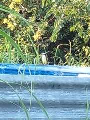 Pitangus sulphuratus