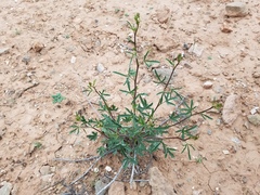Sphaeralcea gierischii
