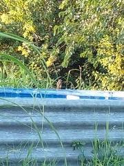 Pitangus sulphuratus