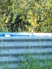 Pitangus sulphuratus