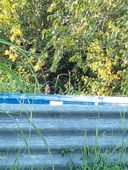 Pitangus sulphuratus